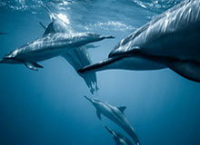 哈登签约火箭合同曝光 33岁大胡子彻底无缘顶薪